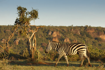 Obraz premium Zebra