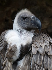 geier andenkondor greifvogel gefieder aasfresser