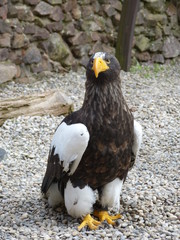 adler falke bussard eule uhu