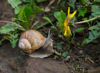 Snail and yellow flower