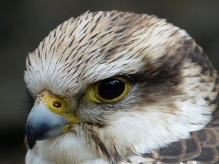 adler falke bussard eule uhu