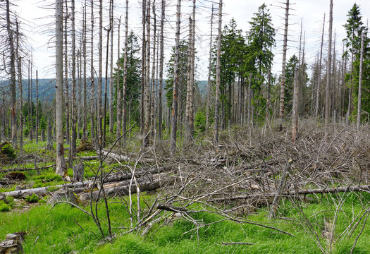 Waldsterben - tote Bäume im Wald durch Klimawandel und Borkenkäfer
