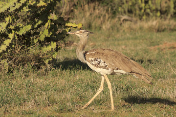 Kori Bustard, the largest flying bird