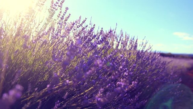 Lavender field in Provence, France. Blooming violet fragrant lavender flowers swaying on wind. 4K UHD video 3840x2160