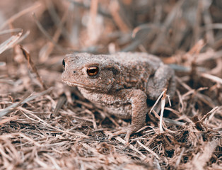 Kröte