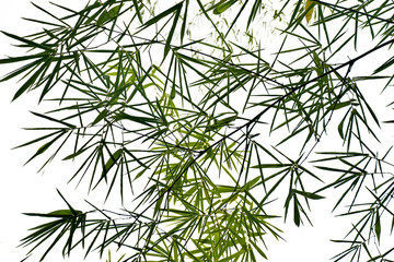 Bamboo leaves on white background