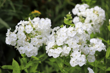 Weißer Phlox