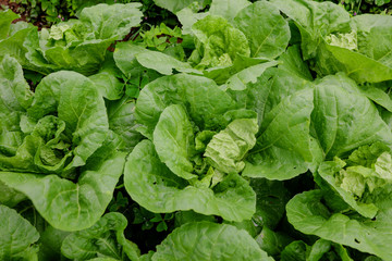 Cabbage farm on the mountain, closeup cabbage, green background