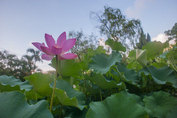 Close Up of Lotus Flower on Burry Leaf Background