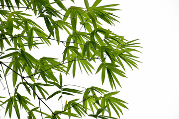 Bamboo leaves on white background
