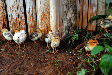 Chicks with wooden lids, chick are wet