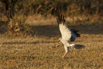 Eastern Pale Chanting Goshawk