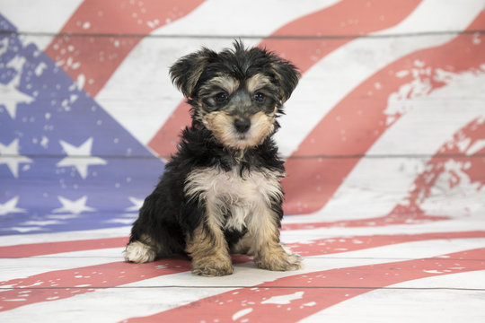 Morkie on American Flag background