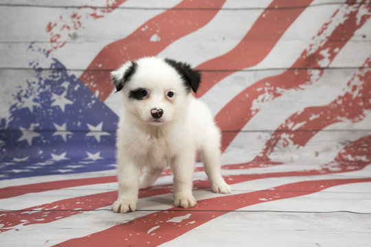 Huskimo on American flag background