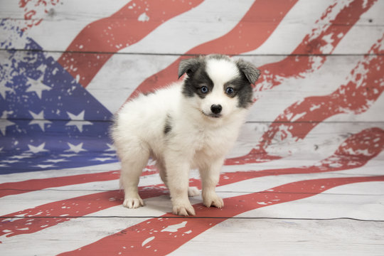 Huskimo on American flag background