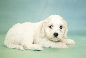 Cock a Poo on Blue background