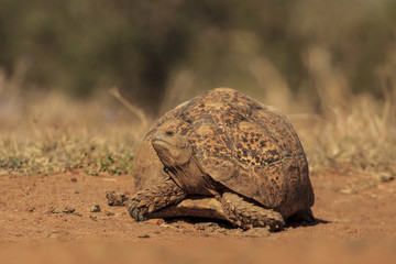 African Leopard Tortoise