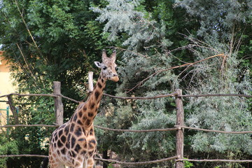 Closeup photo of a giraffe with trees in the background