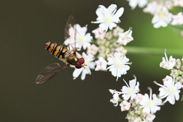 Schwebefliege