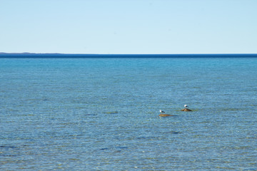 Fototapeta na wymiar Lake michigan with two seagulls and blue water horizon with island.