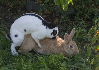 two rabbits coupling - male and female of home rabbit