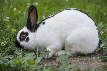 a cute rabbit in the garden - close up