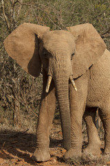 Fototapeta premium African Elephants