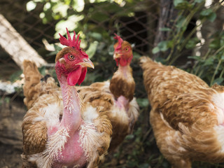 galline nel pollaio