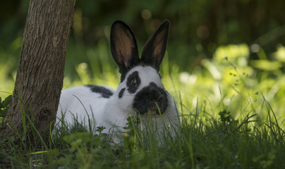 black and white rabbit is resting in garden