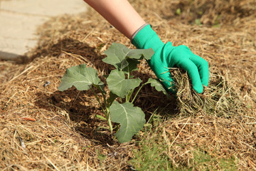 Laying mulch under the plant. Broccoli cabbage grows on the bed.