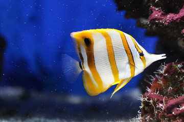 Pinzettfisch an einer Koralle