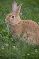 a cute rabbit in grass  - close up