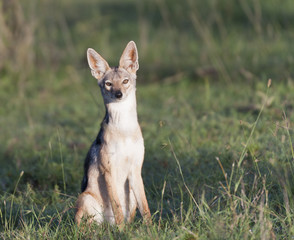 Black-backed Jackal, (Canis mesomelas), sitting up and alert looking straight ahead, with bright eyes and ears pointed up, Masai Mara, Kenya, Africa