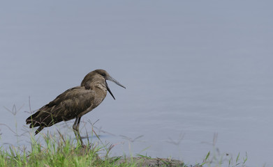 Hamerkop bird, (Scopus umbretta),  at side of river, with mouth open ready to catch a fish, Masai Mara, Kenya, Africa
