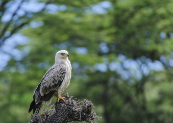 Black-shouldered kite, (Elanus caeruleus), with bright yellow claws, sitting on tree stump, Masai Mari, Kenya, Africa