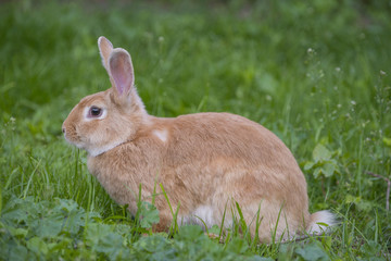 a rabbit in the garden - close up