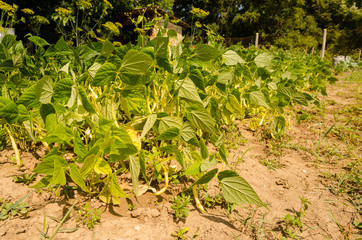 healthy puppet grown in garden. summer vegetables for healthy life