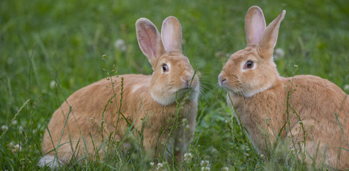 a cute rabbits in grass - close up