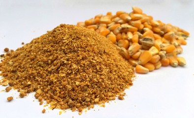 Yellow gold Corn Distiller's dried grains with solubles (DDGS) and corn grains are the nutrient rich co-product of dry -milled ethanol .The biofuel plants are a growing source