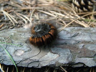 Caterpillar on bark
