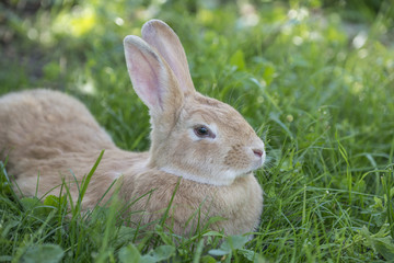a rabbit resting in the garden grass