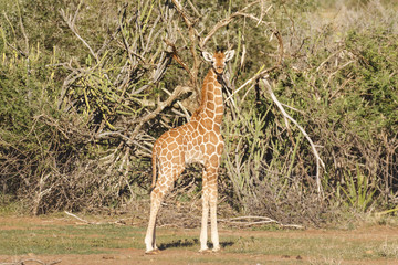 Baby Giraffe