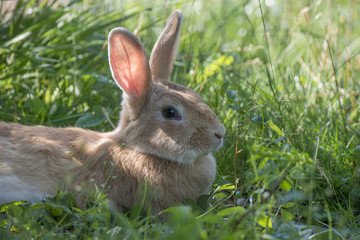 a cute rabbit resting in a grass
