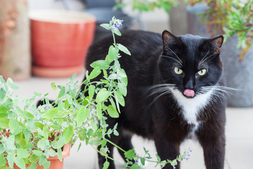 Close up of catnip, green herb growing in a container and black cat walking around
