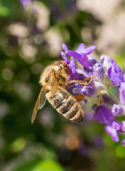 Western Honey bee on lavender