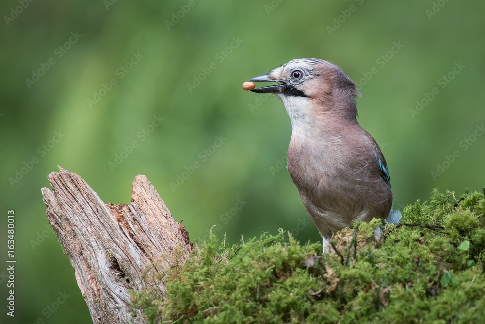 Poster A profile portrait of a eurasian jay standing on lichen with a peanut in its beak looking left
