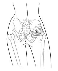 The internal structure of the pelvic girdle female skeleton and gluteus minimus muscle and piriformis,  rear view. On a white background - obrazy, fototapety, plakaty