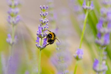 Hummel auf Lavendel