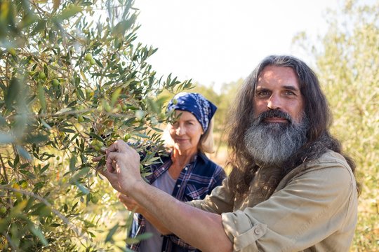 Portrait of confident couple harvesting olives - Powered by Adobe