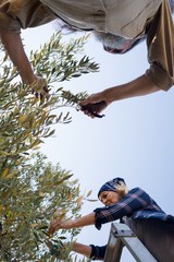 Couple pruning olive tree in farm © wavebreak3